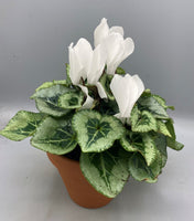 17.5cm Seasonal Terracotta Patio Pot with Cyclamen (Autumn, Christmas) *woodlark delivery only*