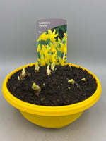 23cm Yellow Bowl with TETE TETE mini Daffodils (Autumn, Spring, Bulbs)