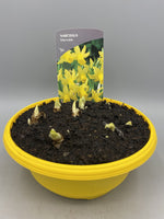 17cm Yellow Bowl with TETE TETE mini Daffodils (Autumn, Spring, Bulbs)