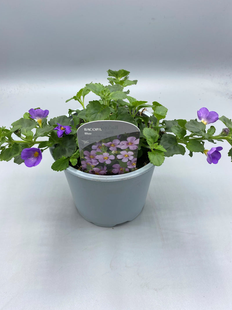 1L pot Bacopa (Spring, Summer)
