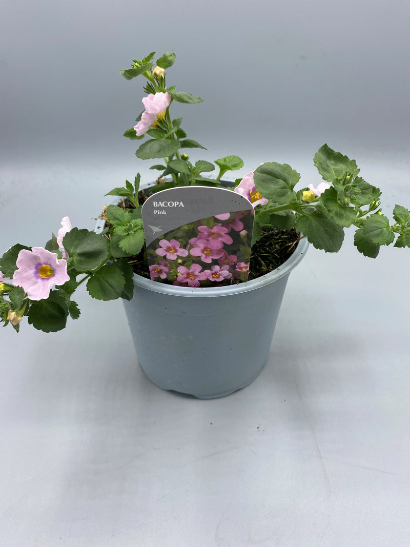 1L pot Bacopa (Spring, Summer)