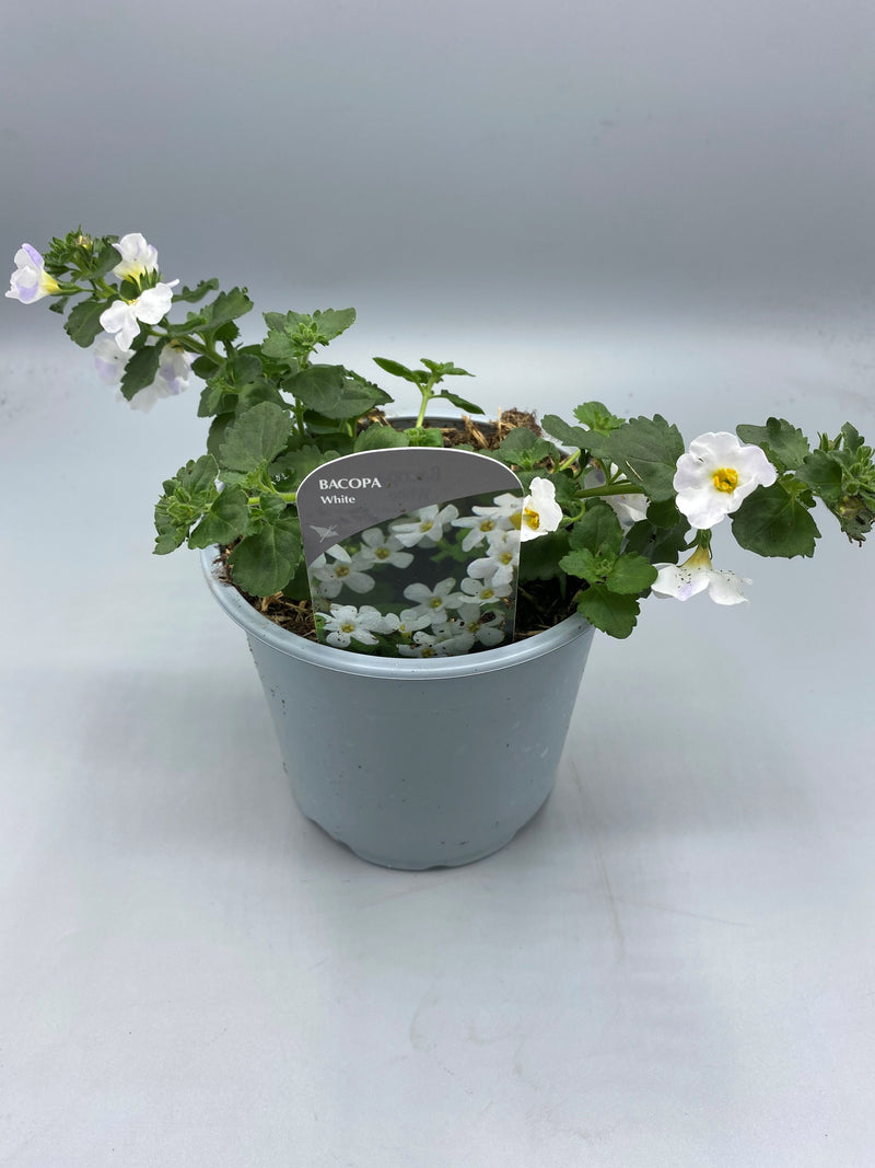 1L pot Bacopa (Spring, Summer)
