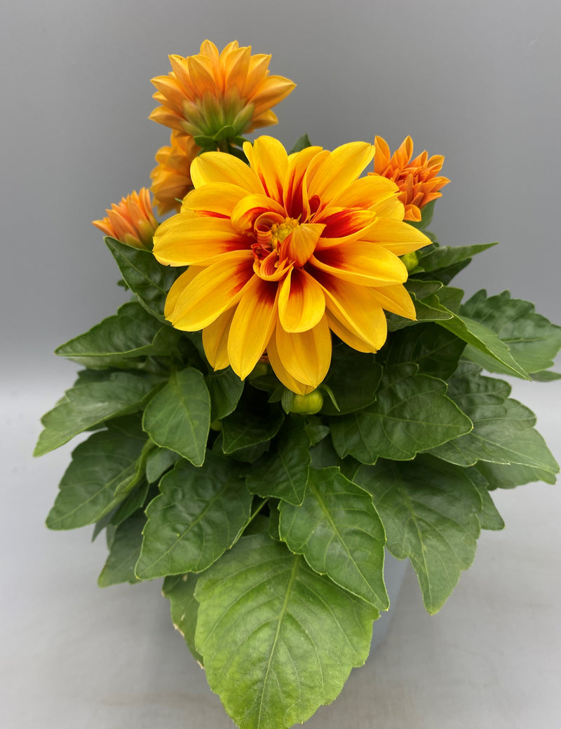 *NOW HALF PRICE* 1L Dahlia (Spring, Summer)