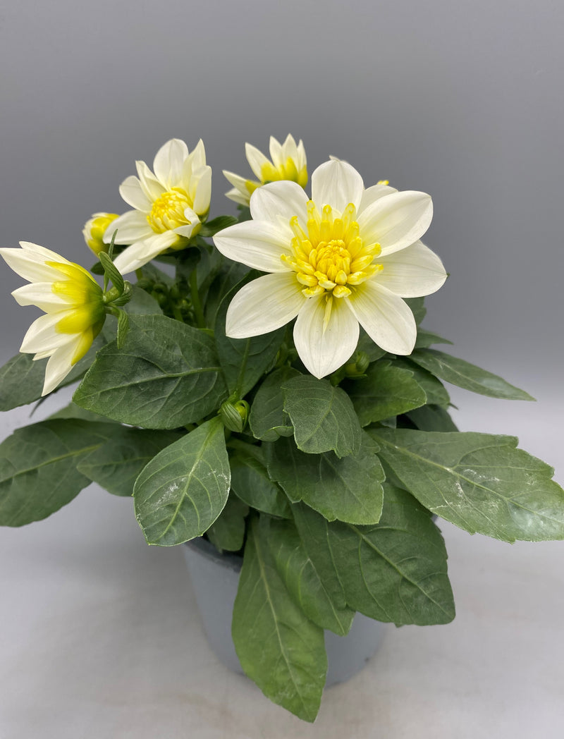 *NOW HALF PRICE* 1L Dahlia (Spring, Summer)