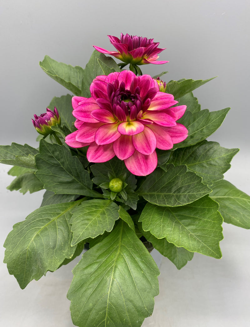*NOW HALF PRICE* 1L Dahlia (Spring, Summer)