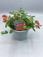 1L Diascia (Spring, Summer, CLICK PHOTO TO SEE MORE COLOURS)