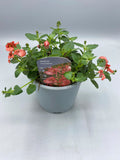 1L Diascia (Spring, Summer, CLICK PHOTO TO SEE MORE COLOURS)