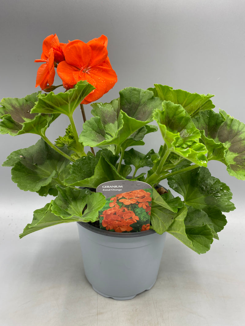 1L Pot Geranium Tray of 3 (Spring, Summer)