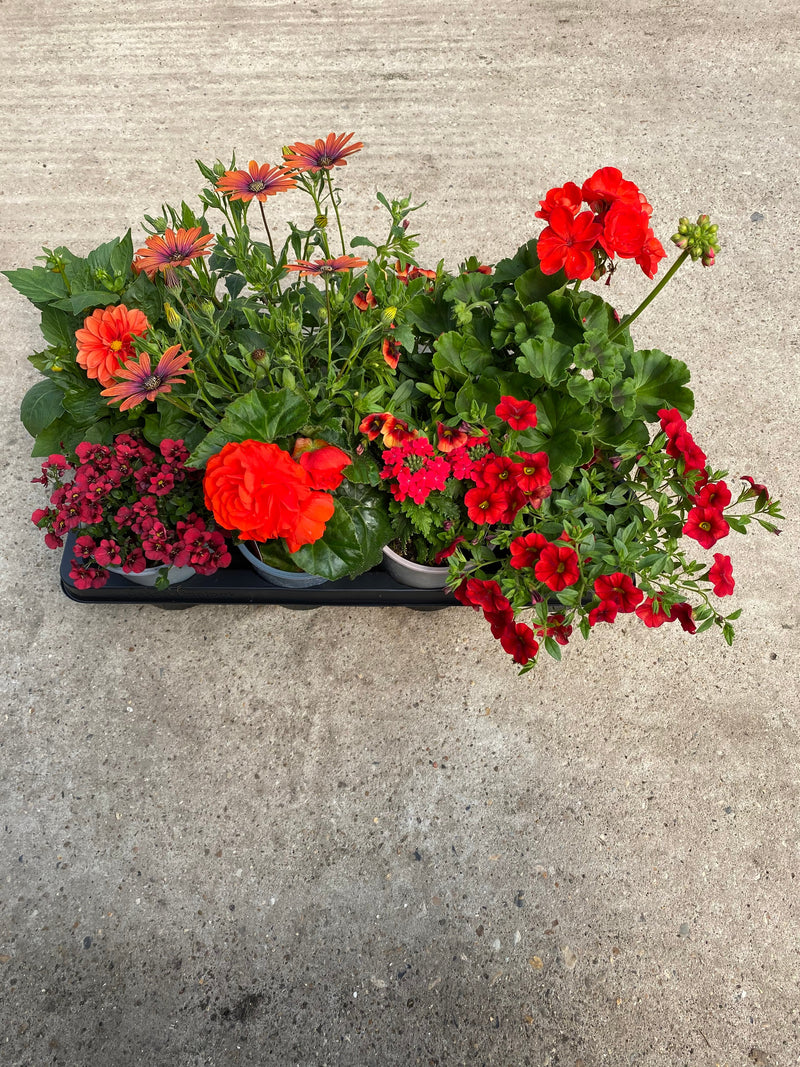 Mixed Spring/Summer Bedding