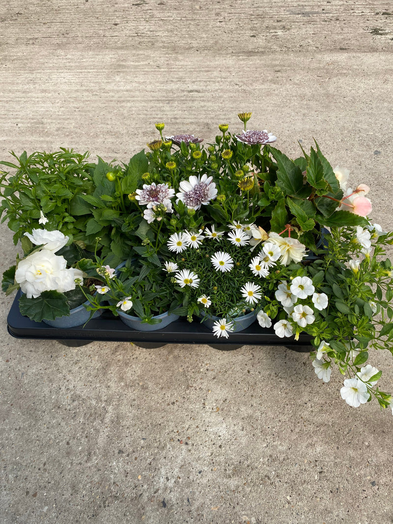 Mixed Spring/Summer Bedding
