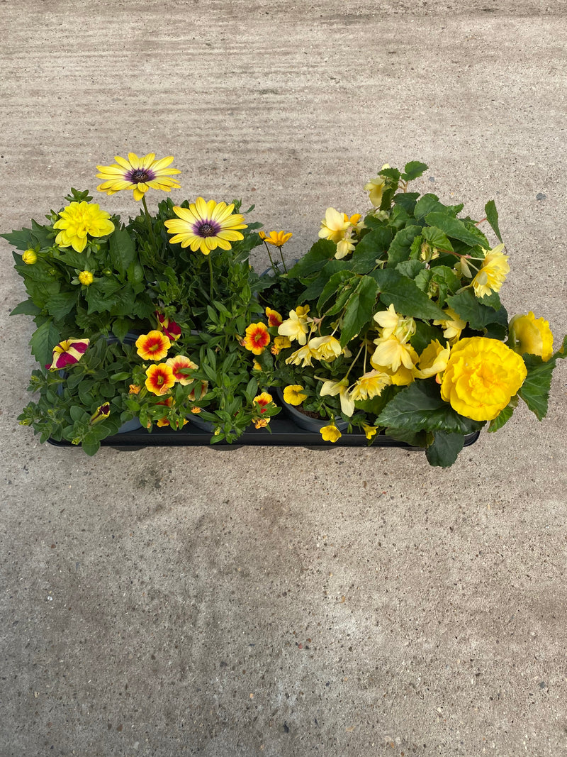 Mixed Spring/Summer Bedding