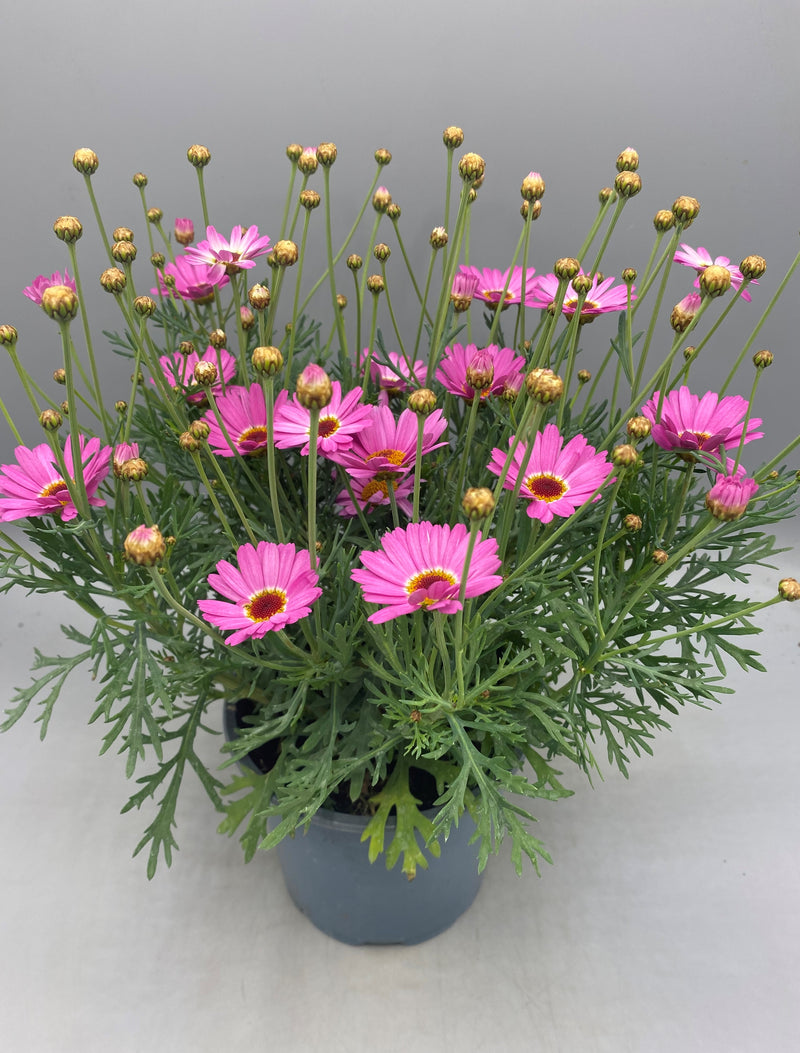 1L Argyranthemum Marguerite Daisy  (Summer)