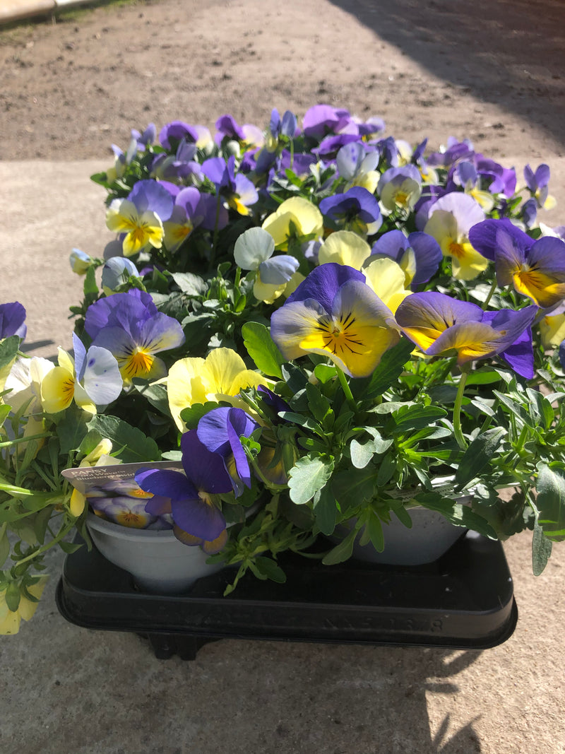 1L Pot Trailing Pansy (Summer, Autumn, Spring)
