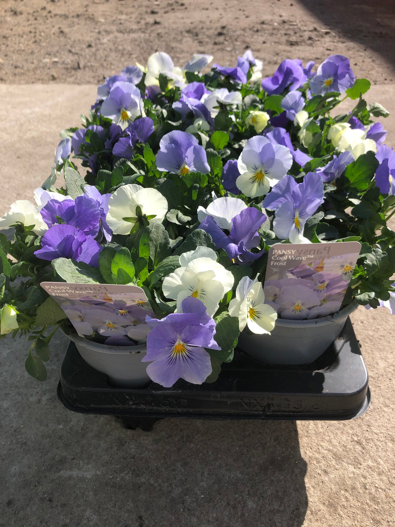 1L Pot Trailing Pansy (Summer, Autumn, Spring)