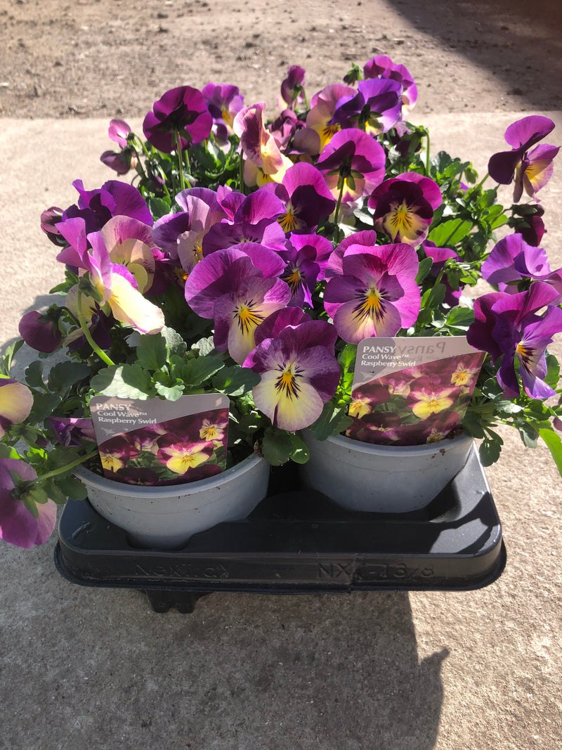 1L Pot Trailing Pansy (Summer, Autumn, Spring)