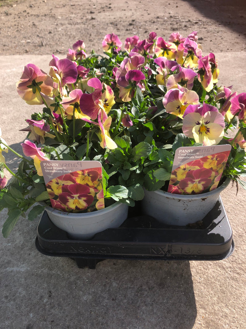 1L Pot Trailing Pansy (Summer, Autumn, Spring)