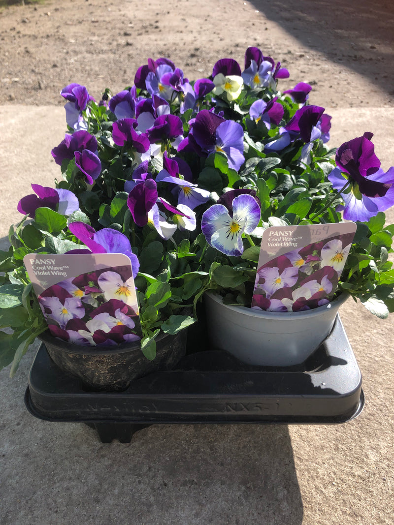 1L Pot Trailing Pansy (Summer, Autumn, Spring)