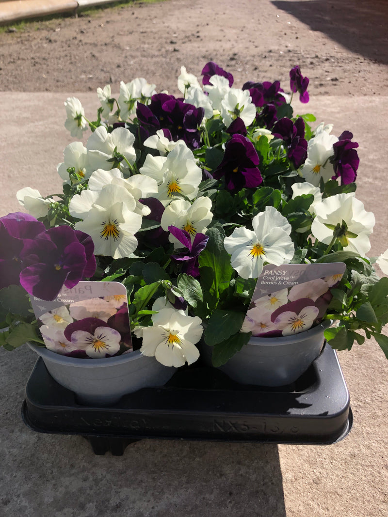 1L Pot Trailing Pansy (Summer, Autumn, Spring)