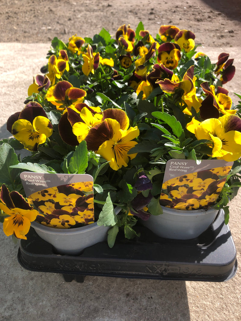 1L Pot Trailing Pansy (Summer, Autumn, Spring)