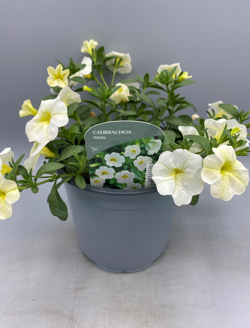 1L pot Million Bells Calibrachoa  (Spring, Summer)