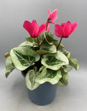 Cyclamen Large (Autumn, Spring, Indoor)