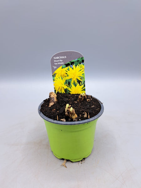 9cm Potted Narcissus (Autumn, Spring, Bulbs)