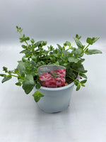 1L Diascia (Spring, Summer, CLICK PHOTO TO SEE MORE COLOURS)