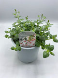1L Diascia (Spring, Summer, CLICK PHOTO TO SEE MORE COLOURS)