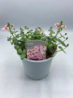 1L Diascia (Spring, Summer, CLICK PHOTO TO SEE MORE COLOURS)
