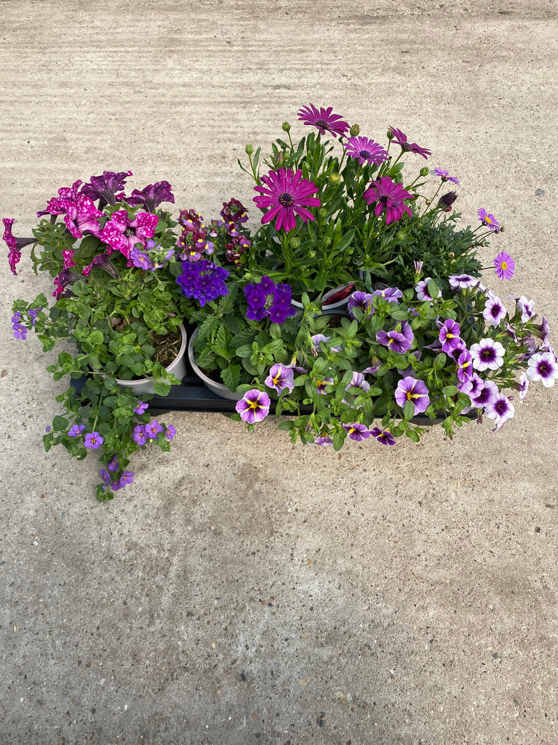 Mixed Spring/Summer Bedding
