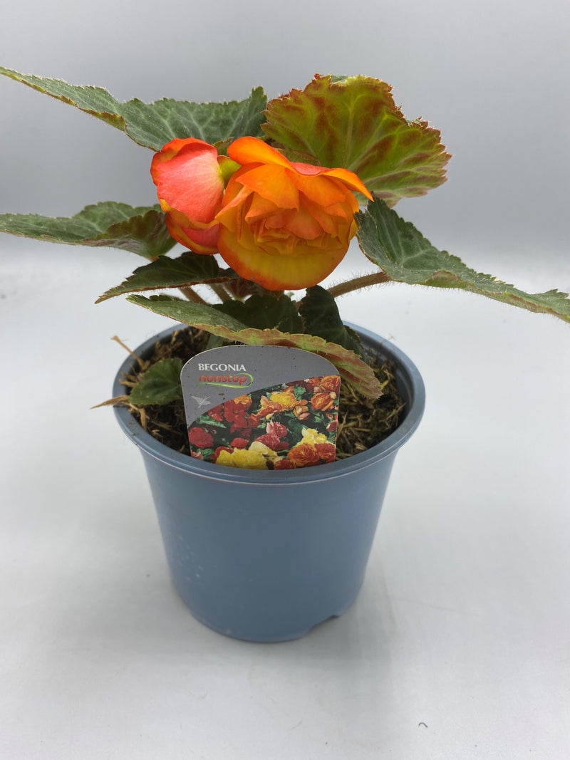 1L Begonia Nonstop (Spring, Summer)