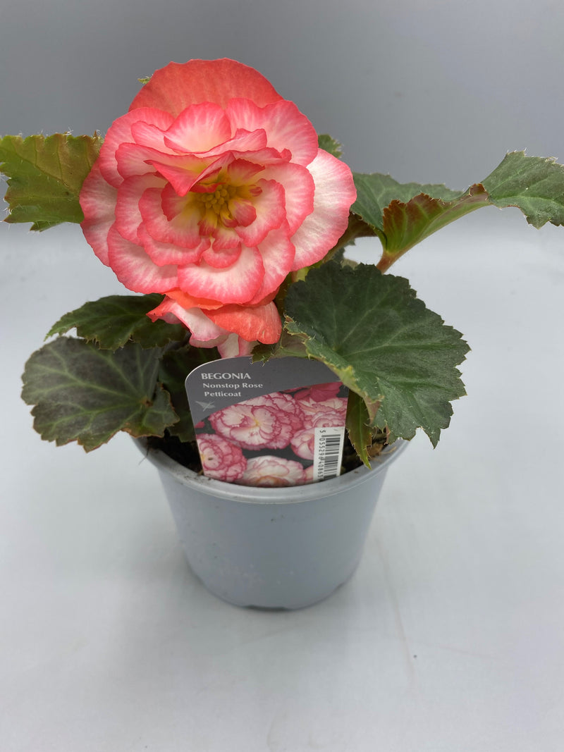 1L Begonia Nonstop (Spring, Summer)
