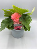 1L Begonia Nonstop (Spring, Summer)