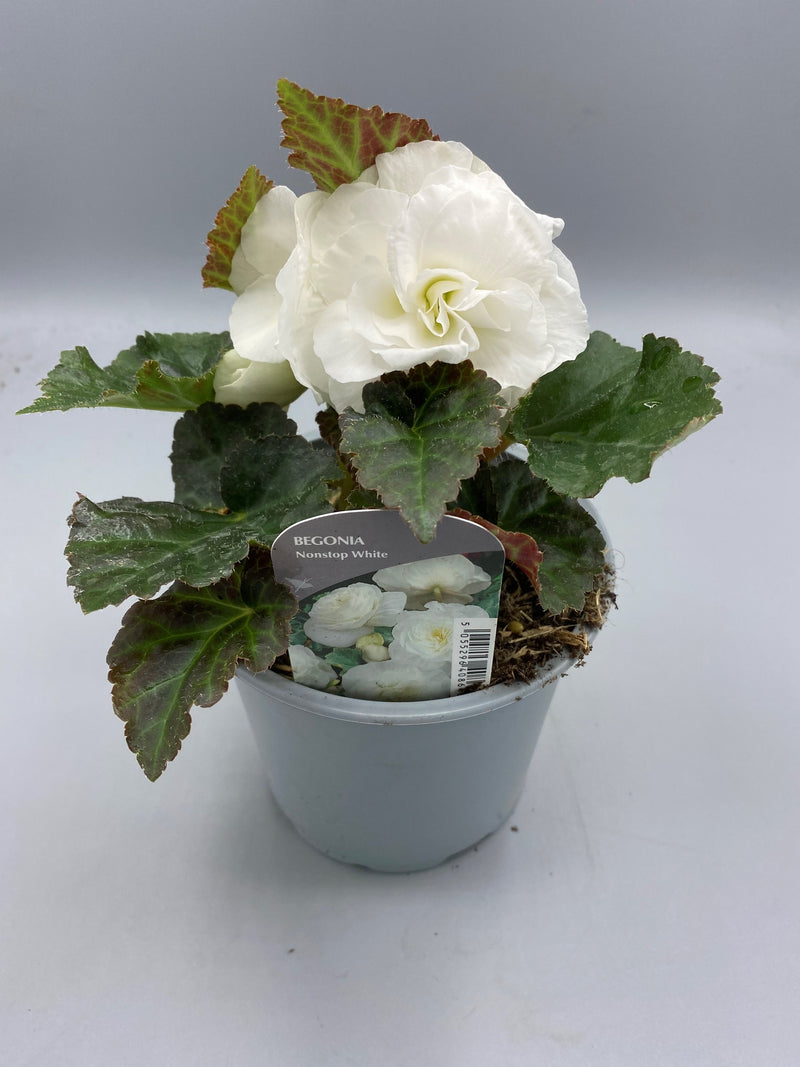 1L Begonia Nonstop (Spring, Summer)