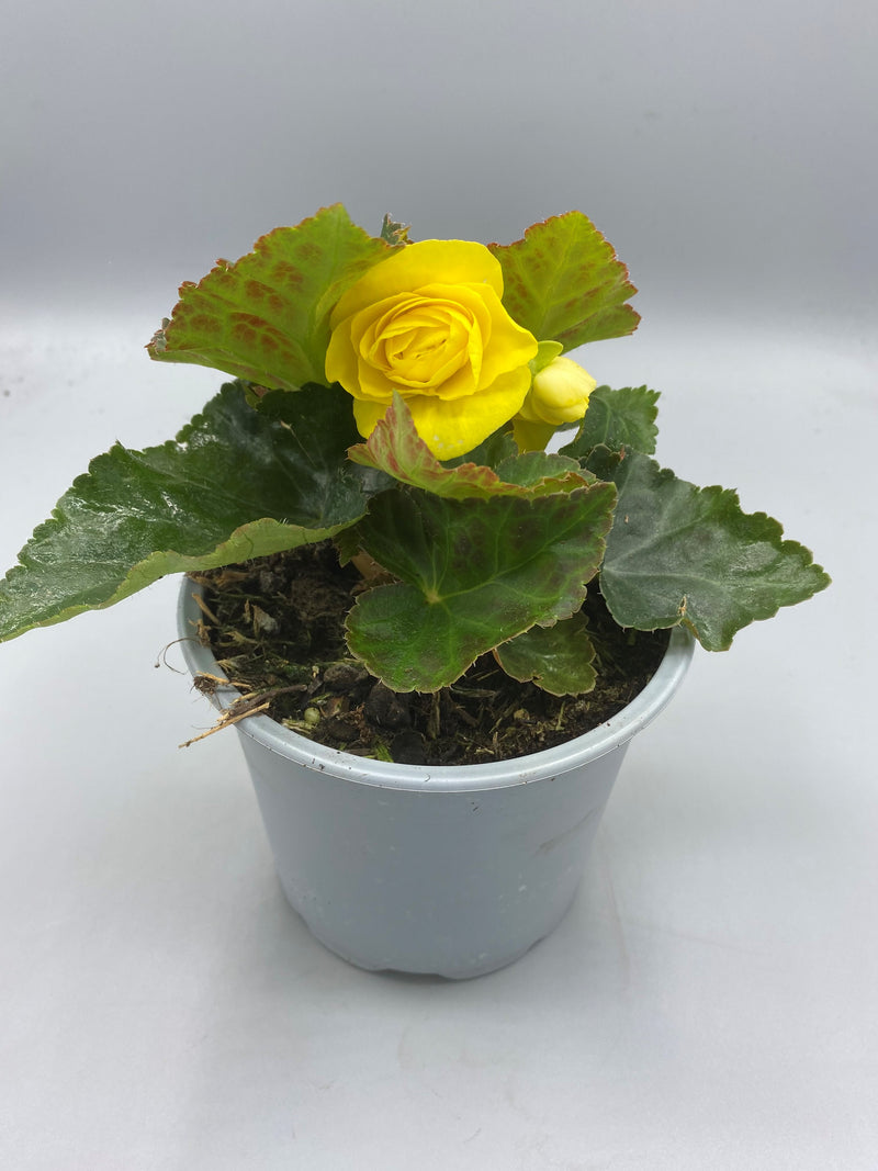 1L Begonia Nonstop (Spring, Summer)