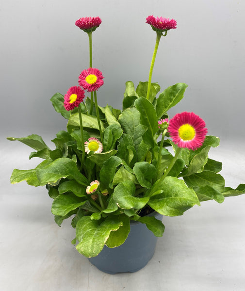 1L Bellis (Autumn, Winter, Spring)