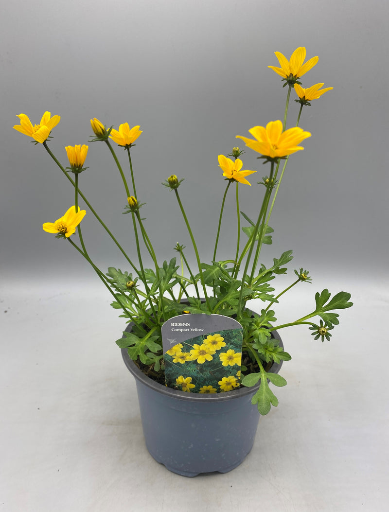 1L Bidens (Summer)