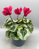 Cyclamen Large (Autumn, Spring, Indoor)