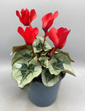 Cyclamen Large (Autumn, Spring, Indoor)