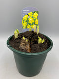 1L Daffodil x 3 Pots (Spring, bulbs)