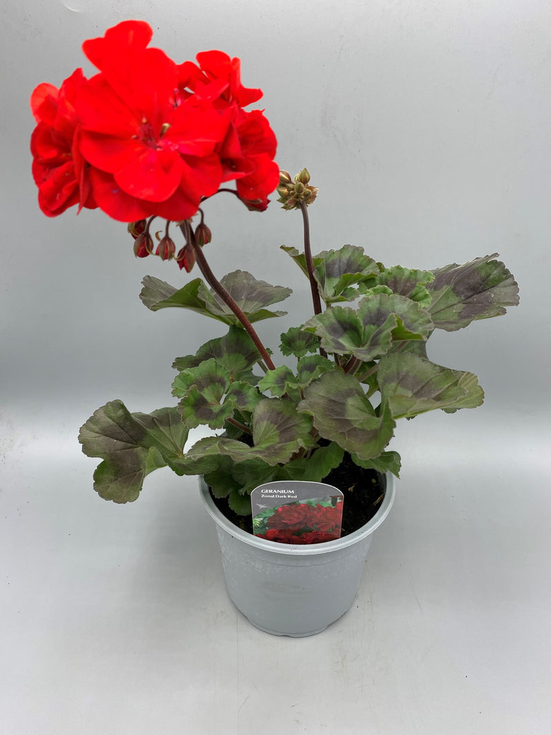 1L Pot Geranium Tray of 3 (Spring, Summer)