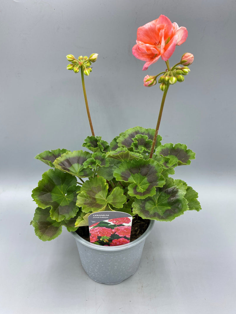 1L Pot Geranium Tray of 3 (Spring, Summer)