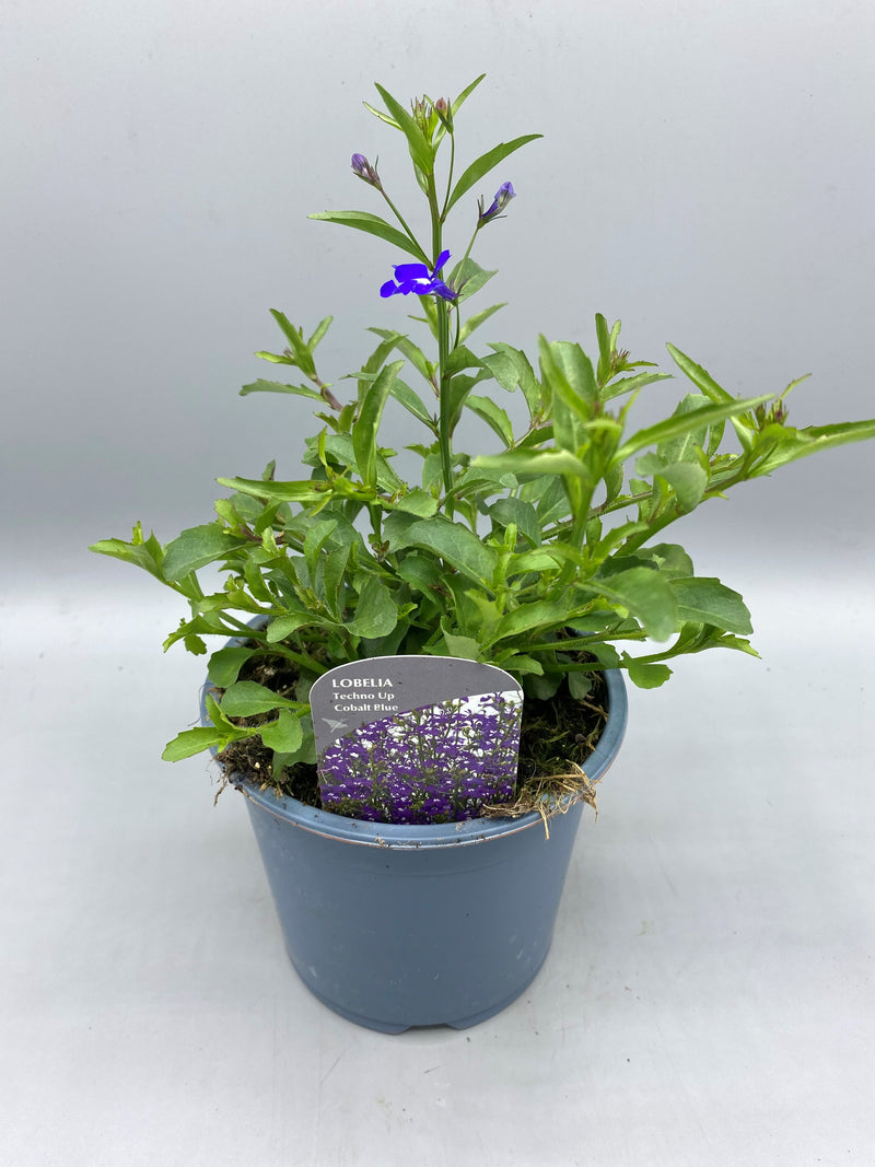 1L Lobelia Cutting Raised (Spring, Summer)