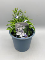 1L Lobelia Cutting Raised (tray of 3 established plants) (Spring, Summer) (CLICK PHOTO TO SEE MORE COLOURS)
