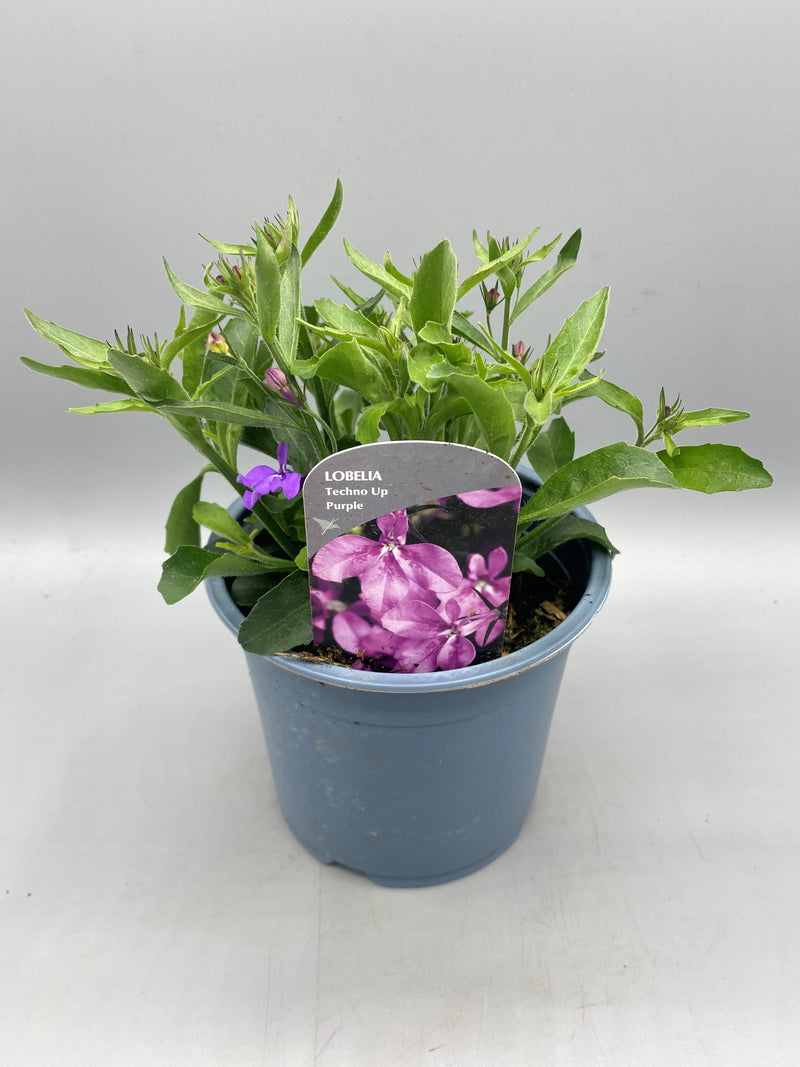 1L Lobelia Cutting Raised (Spring, Summer)