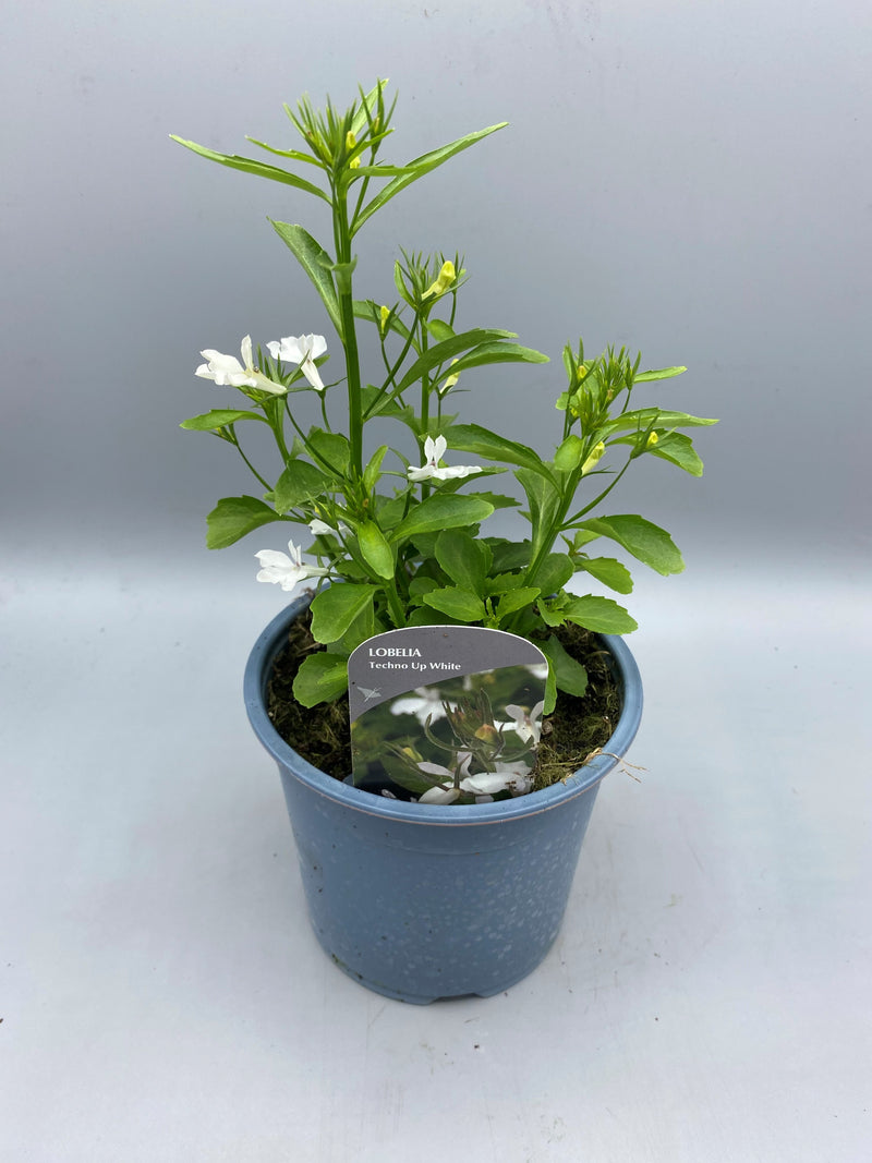 1L Lobelia Cutting Raised (Spring, Summer)