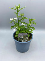 1L Lobelia Cutting Raised (tray of 3 established plants) (Spring, Summer) (CLICK PHOTO TO SEE MORE COLOURS)