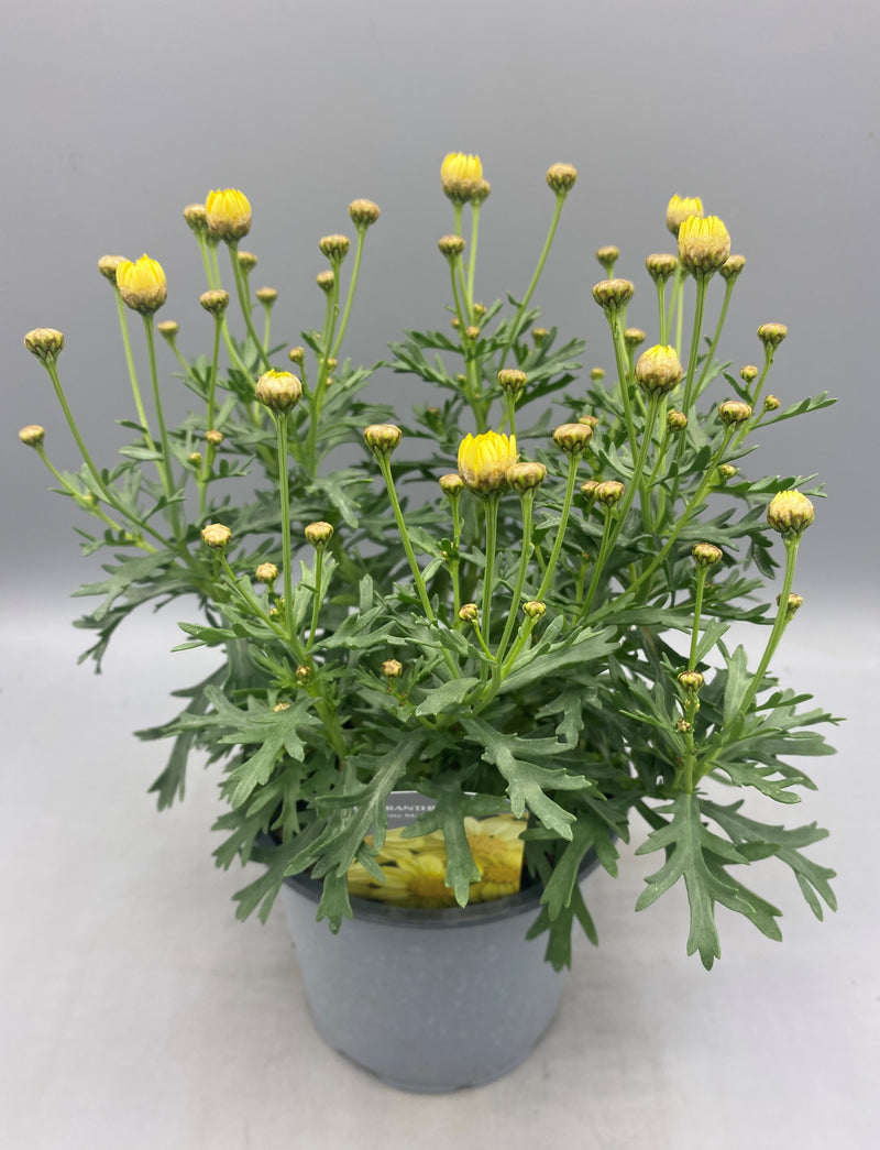 1L Argyranthemum Marguerite Daisy  (Summer)