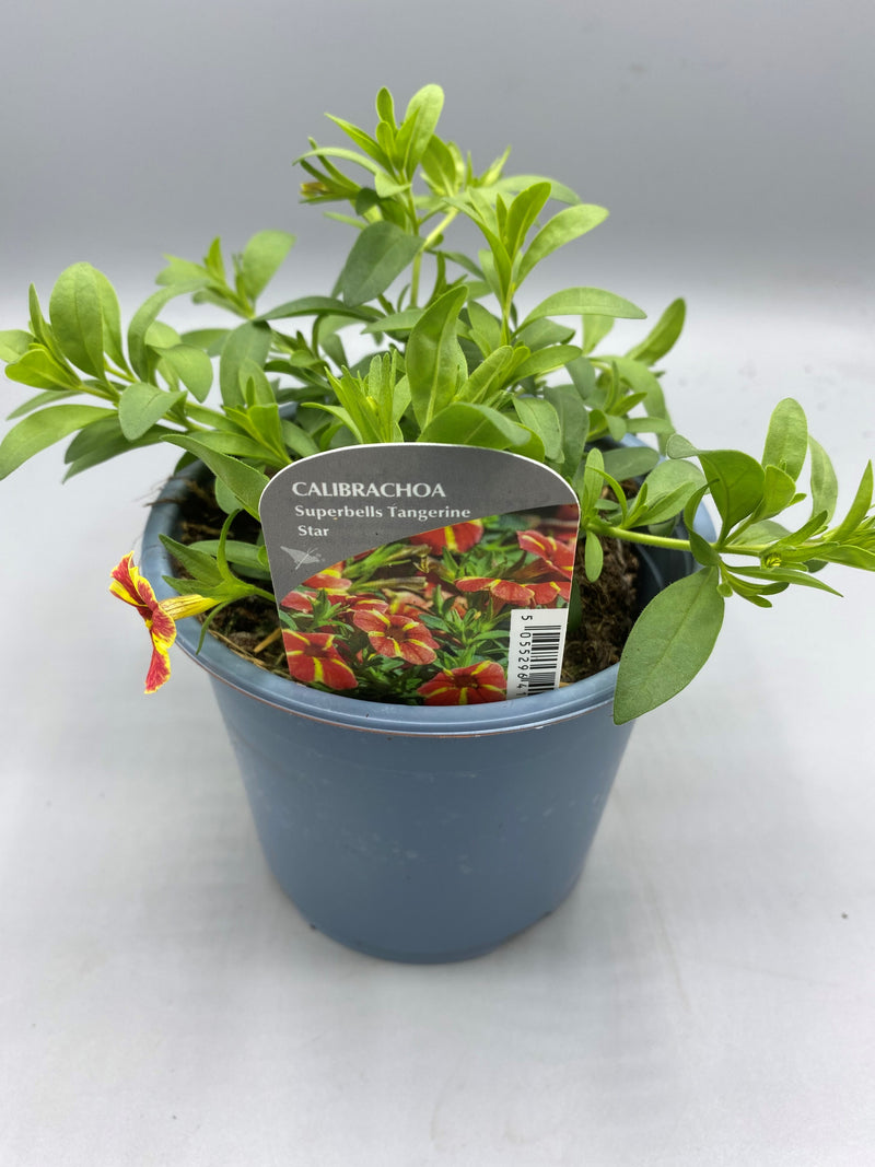 1L pot Million Bells Calibrachoa  (Spring, Summer)