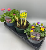 Mixed tray of 3 Established Seasonal Bedding Plants (Winter, Spring)